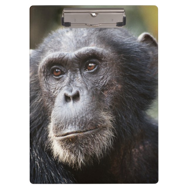 Carpeta De Pinza Primer plano de chimpancé macho (Anverso)