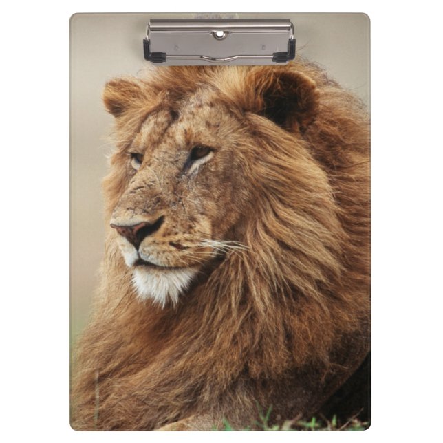 Carpeta De Pinza Primer plano de león macho (Anverso)