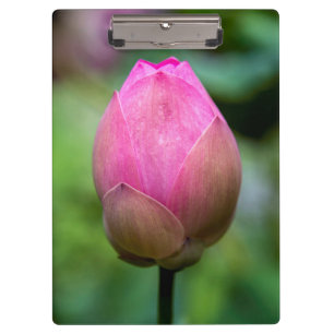 Carpeta De Pinza Primer plano del capullo de flor de loto, Bali