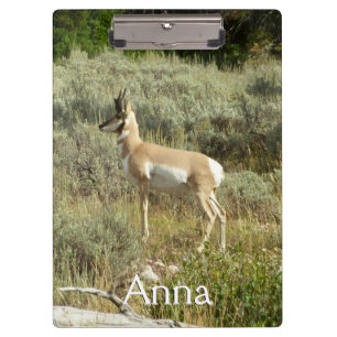 Carpeta De Pinza Pronghorn en el Parque Nacional de Grand Teton