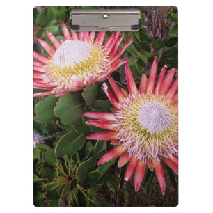 Carpeta De Pinza Protea Rey (Protea Cynaroides), Helderberg