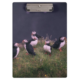 Carpeta De Pinza Puffins atlánticos