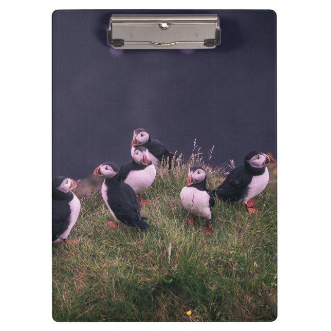 Carpeta De Pinza Puffins atlánticos (Anverso)