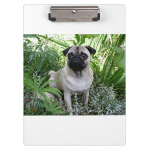 Carpeta De Pinza pug sentado
