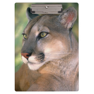 Carpeta De Pinza Puma, California