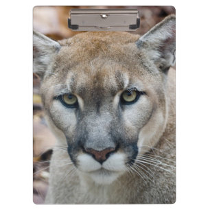 Carpeta De Pinza Puma, león de montaña, pantera de Florida, Puma