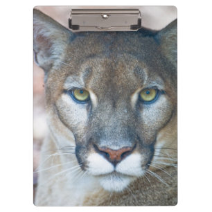 Carpeta De Pinza Puma, león de montaña, pantera de Florida, Puma 2