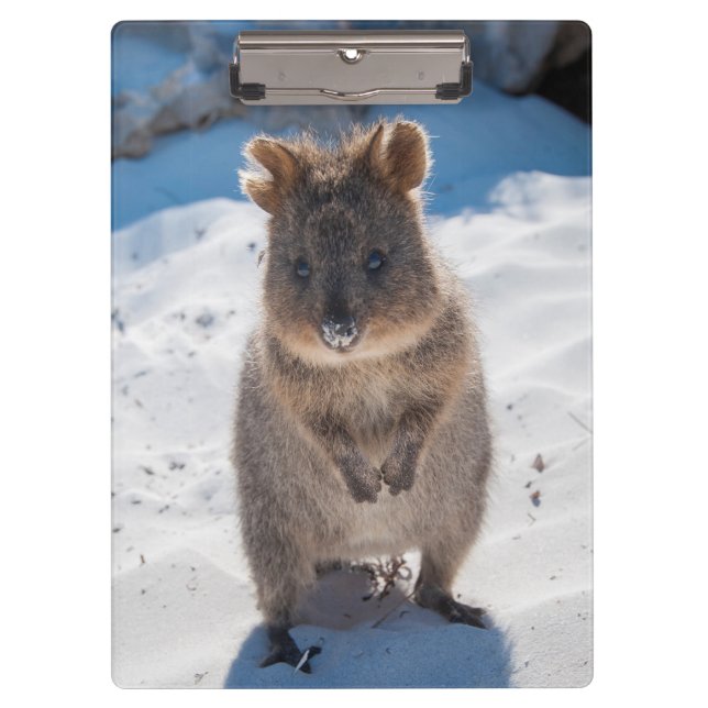Carpeta De Pinza Quokka lindo y feliz en la playa Australia (Anverso)