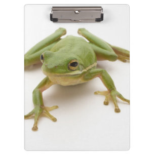 Carpeta De Pinza Rana arbórea verde