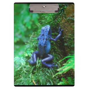 Carpeta De Pinza Rana azul del dardo del veneno