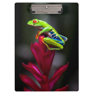 Carpeta De Pinza Rana de ojos rojos