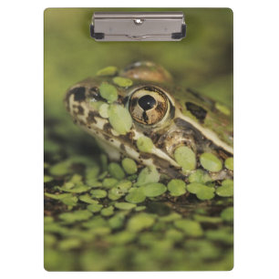 Carpeta De Pinza Rana leopardo del Río Grande, Rana berlandieri,