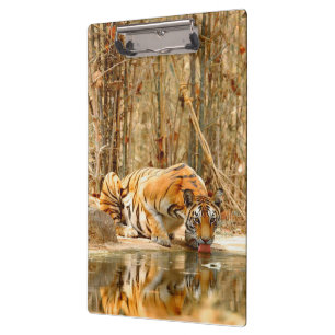 Carpeta De Pinza Reflexión del tigre