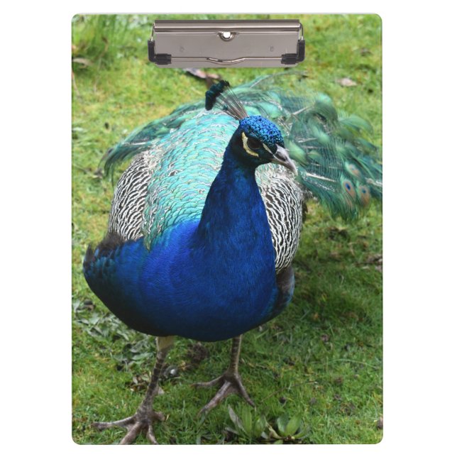 Carpeta De Pinza Regal Peacock Power (Anverso)