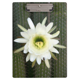 Carpeta De Pinza Reina De La Flor De Cactus Nocturna, Región De Kar