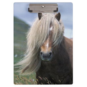 Carpeta De Pinza Reino Unido, Escocia, Islas Shetland, pony Shetlan