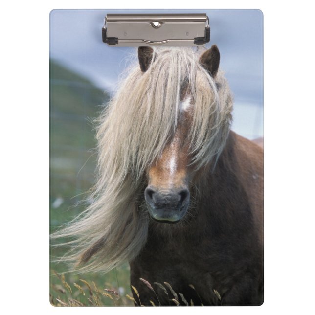 Carpeta De Pinza Reino Unido, Escocia, Islas Shetland, pony Shetlan (Anverso)