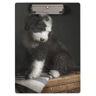 Carpeta De Pinza Retrato Bobtail del perrito en estudio