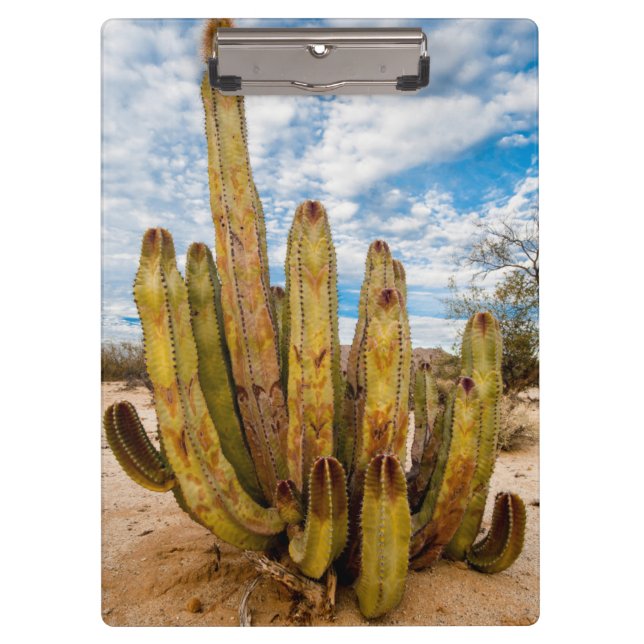 Carpeta De Pinza Retrato de Cactus, México (Anverso)