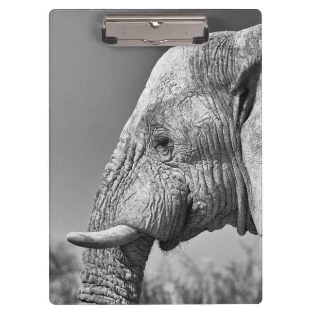 Carpeta De Pinza Retrato de elefante (Anverso)