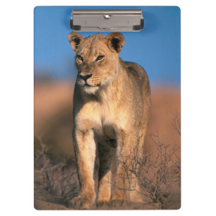 Carpeta De Pinza Retrato de leona (Panthera Leo)
