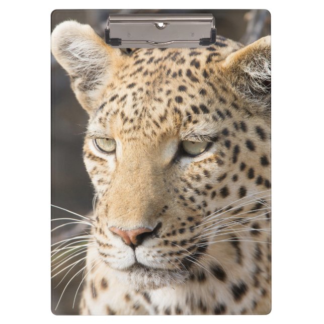 Carpeta De Pinza Retrato de leopardo (Anverso)