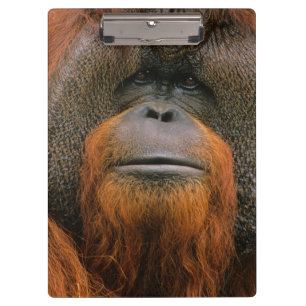 Carpeta De Pinza Retrato de Orangután macho, Georgia, EE. UU.