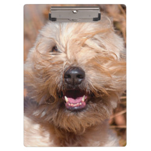 Carpeta De Pinza retrato de Soft Coated Wheaten Terrier
