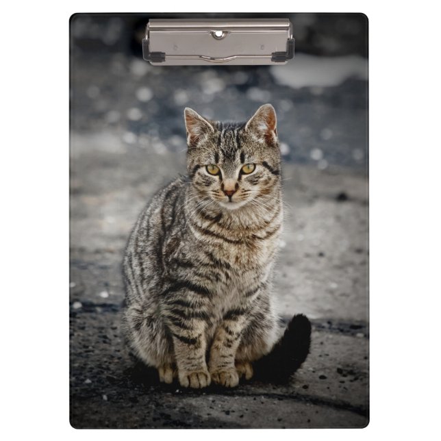 Carpeta De Pinza Retrato de un gato (Anverso)