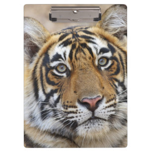 Carpeta De Pinza Retrato del tigre de Bengala Real, Ranthambhor