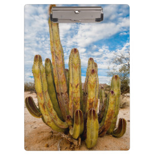 Carpeta De Pinza Retrato del viejo cactus hombre, México