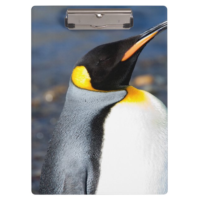 Carpeta De Pinza Retrato pingüino (Anverso)