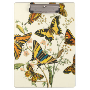 Carpeta De Pinza Reunión colorida de mariposas y de orugas