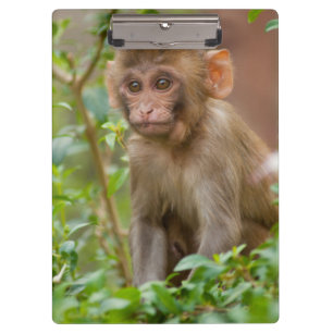 Carpeta De Pinza Rhesus Monkey Baby, Templo de Mono, Jaipur