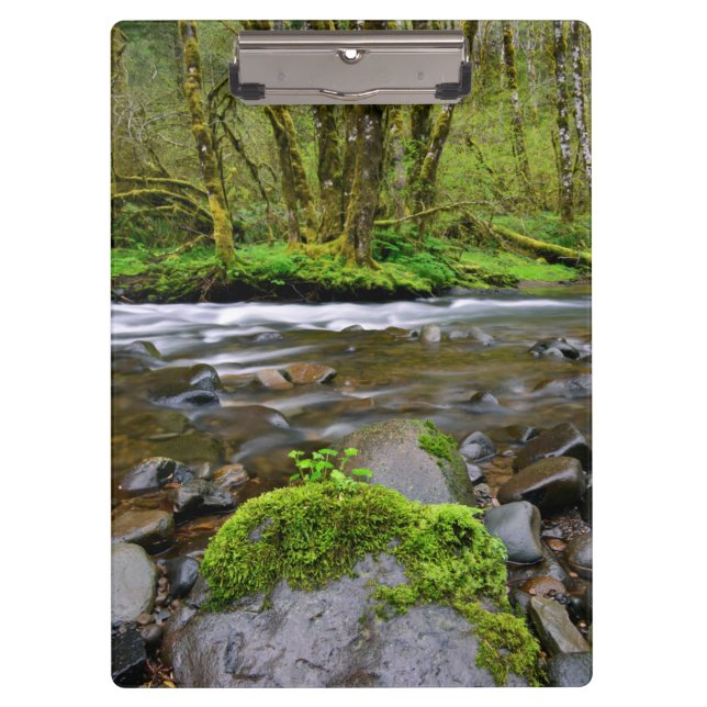 Carpeta De Pinza Río en bosque verde, Oregon (Anverso)