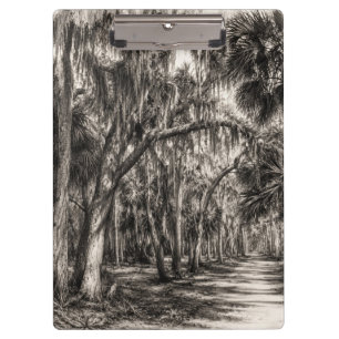 Carpeta De Pinza Roble Hammock de la vieja Florida Dibujo a grafito
