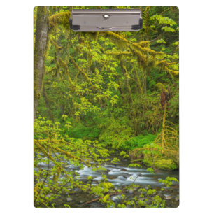 Carpeta De Pinza Rocas Musgosas Y Árboles Linnan Eagle Creek