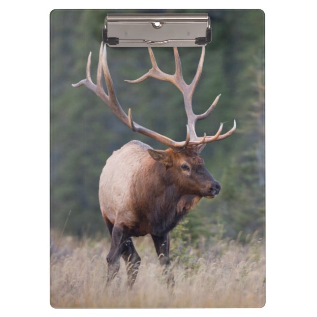 Carpeta De Pinza Rocky Mountain Elk (Anverso)