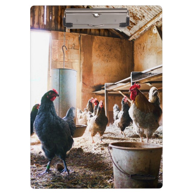 Carpeta De Pinza Rooster y gallinas dentro de Barn (Anverso)