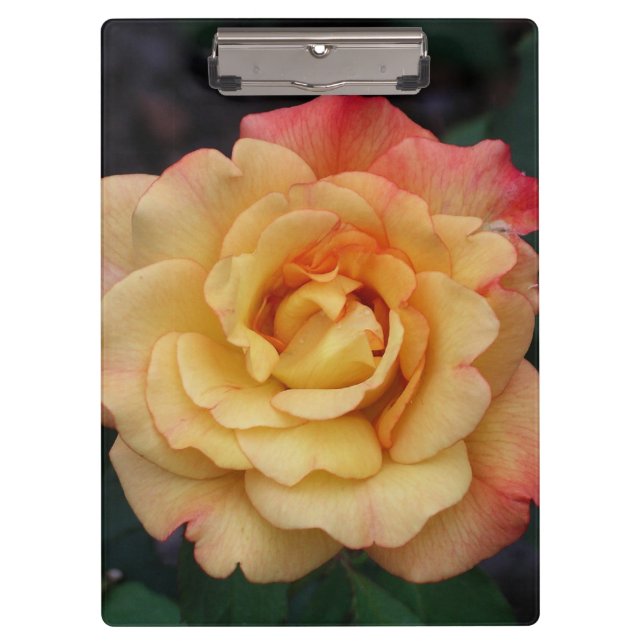 Carpeta De Pinza Rosa de paz hermosa floral rosa y amarilla (Anverso)