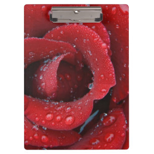 Carpeta De Pinza Rosa roja cubierta de rocío decorando un sitio fun