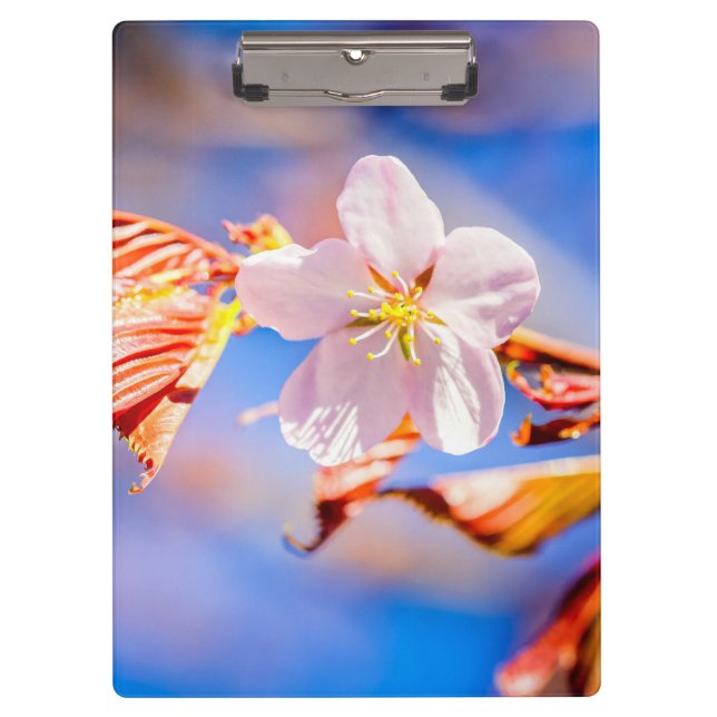 Carpeta De Pinza Rosa Sakura Flower Blue Sky (Anverso)