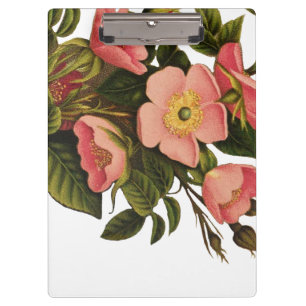 Carpeta De Pinza Rosas de época bello botánico rosado