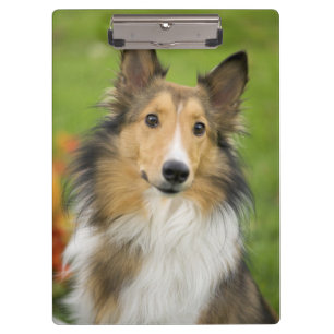 Carpeta De Pinza Rough Collie, perro