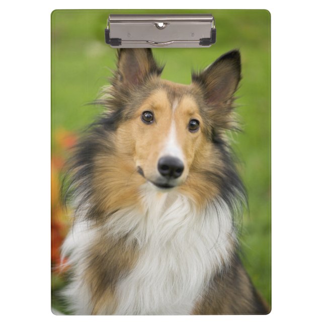 Carpeta De Pinza Rough Collie, perro (Anverso)