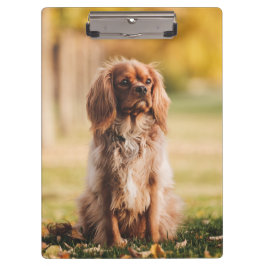 Carpeta De Pinza Ruby Cavalier King Charles Spaniel Perro Cachorro