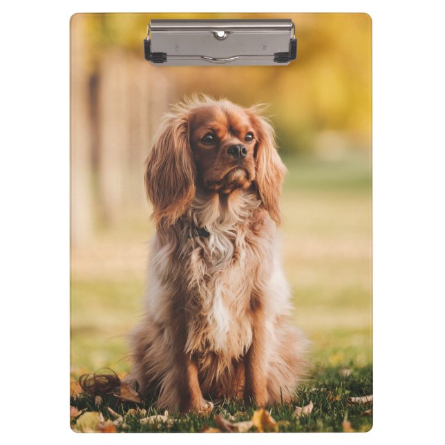 Carpeta De Pinza Ruby Cavalier King Charles Spaniel Perro Cachorro (Anverso)