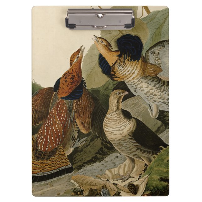Carpeta De Pinza Ruffed Grouse Audubon Game Bird (Anverso)