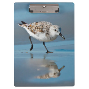 Carpeta De Pinza Sanderling (Calidris Albe) Alimentándose En Wet Be