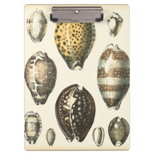 Carpeta De Pinza Seashells únicamente formados